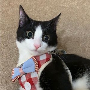 Meet your Posher, Shuli